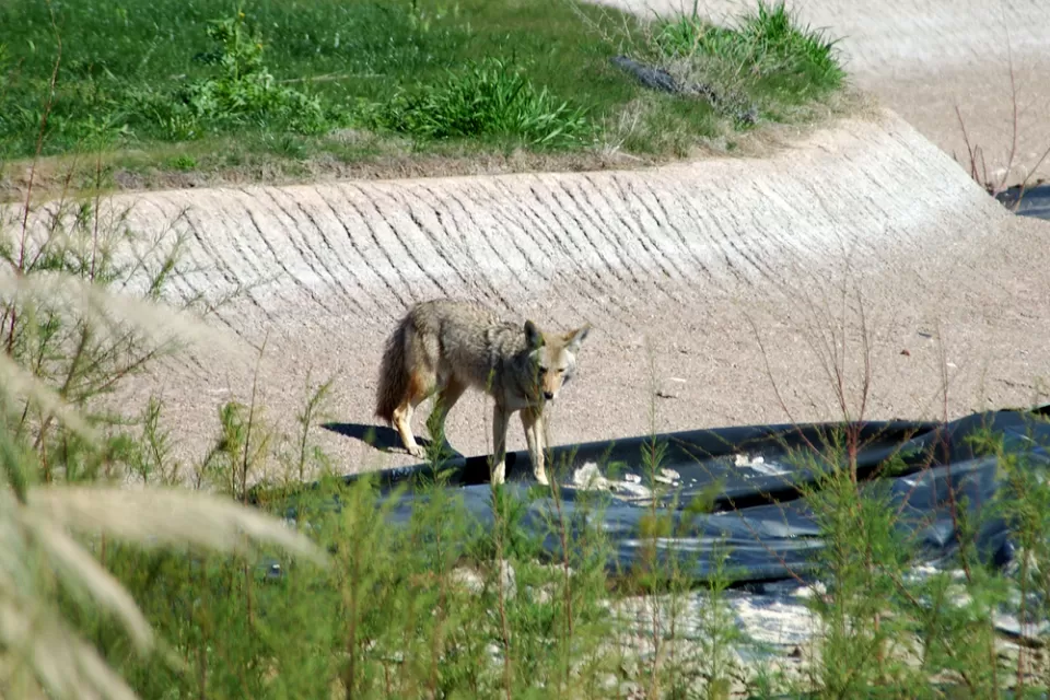 Coyote